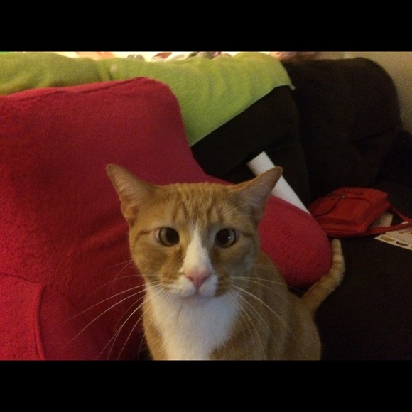 Meet your Posher, Janice - Picture 1 of 1